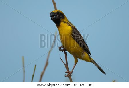 Mężczyzna Azji Weaver złoty