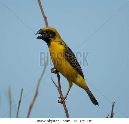 Mężczyzna Azji Weaver złoty
