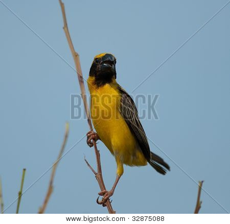 Mężczyzna Azji Weaver złoty