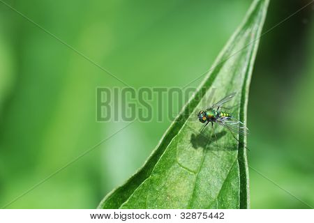 แมโครของ perching บินสแตนสีเขียวขายาว (Dolichpodidae sciapodinae) บนใบไม้