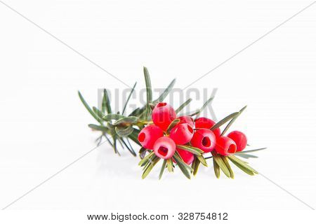 The Common Yew (taxus Baccata) Twig With Red Arils On A White Background