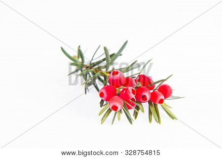 The Common Yew (taxus Baccata) Twig With Red Arils On A White Background