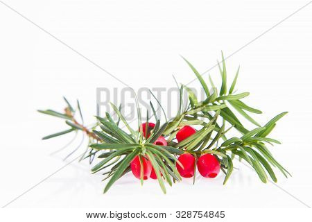 The Common Yew (taxus Baccata) Twig With Red Arils On A White Background