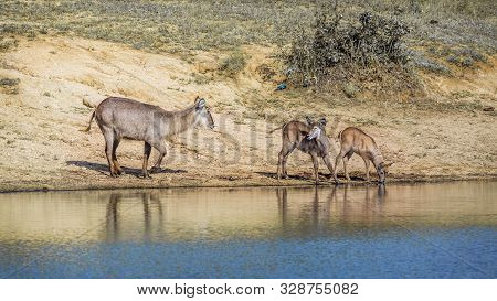 Common Waterbuck Female And Two Young On Lake Side In Kruger National Park, South Africa ; Specie Ko