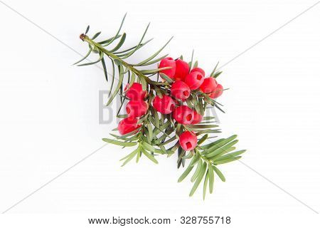 The Common Yew (taxus Baccata) Twig With Red Arils On A White Background