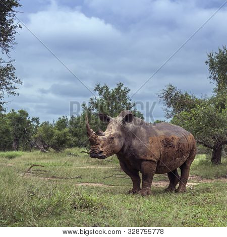 Southern White Rhinoceros In Green Savannah In Hlane Royal National Park, Swaziland ; Specie Ceratot