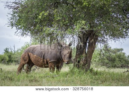 Southern White Rhinoceros In Green Savannah In Hlane Royal National Park, Swaziland ; Specie Ceratot