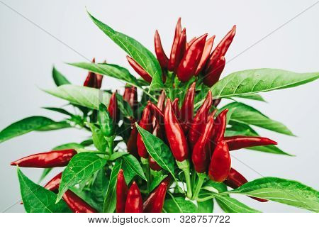 Chili Pepper Saltillo (capsicum Annum) Plant, With Lots Of Chilis On It. Ripe Red Hot Chili Peppers 