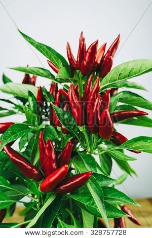 Chili pepper saltillo (Capsicum annum) plant, with lots of chilis on it. Ripe red hot chili peppers 
