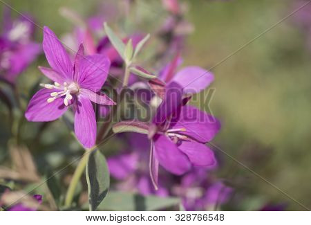 Close Up Blooming Pink Flowers Of The Willowherb, Chamaenerion Angustifolium Known As Fireweed, Grea