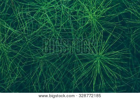 Background Of Green Horsetail Twigs. Natural Abstract Background From Leaves, Lines, Branches, Horse