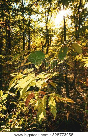 Autumn Light, Through The Leaves And Branches. Unfocused Background.