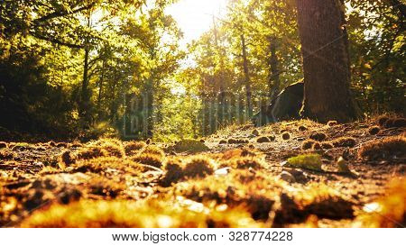 Autumn Magic Forest. From The Ground, Path Full Of Chestnuts, It Makes Its Way Through The Trees. He