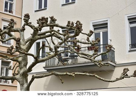 Beautiful Trees Platanus Trees With Large Branches On The Street Against The Background Of Houses In