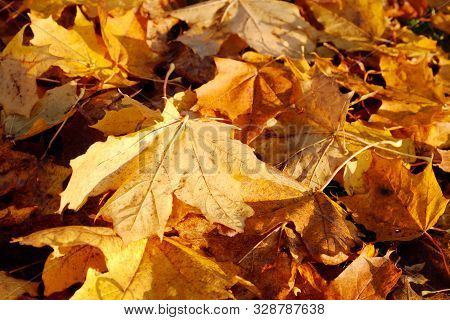 Full Frame Image Of Fallen Maple Leaves During The Autumn Seasion.