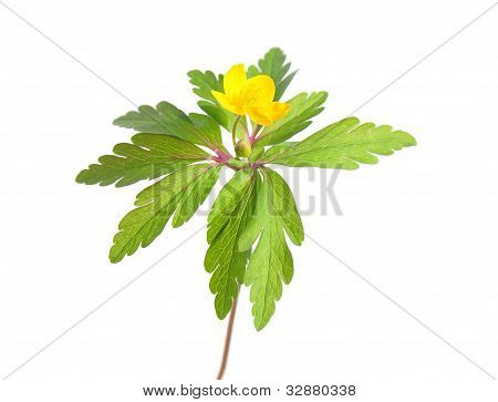 Anemone ไม้สีเหลือง (anemone Ranunculoides)