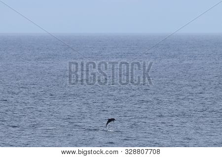 Dolphin Jumping In Natural Habitat. Pacific White-sided Dolphin Lagenorhynchus Obliquidens In The Oc