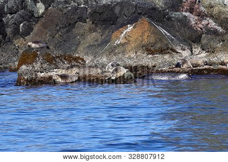 Group Of Spotted Seals (largha Seal, Phoca Largha) Laying On Coastal Rocks. Calm Blue Sea, Wild Mari