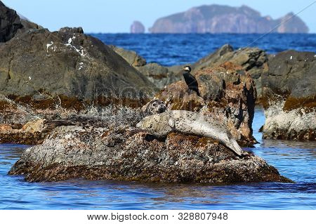 Couple Of Spotted Seals Phoca Largha Laying On The Rock Island Face To Face On Blurred Sea And Islan