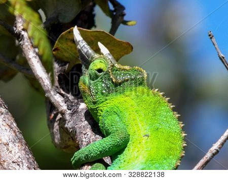 Close Up Of A Jacksons Chameleon In A Tree On The Island Of Hawaii