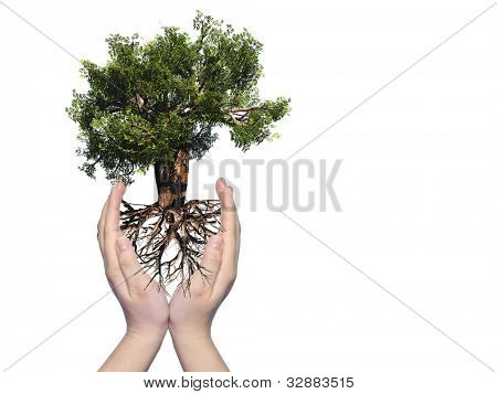 แนวคิดหรือแนวคิด baobab เครื่องมือสีเขียวต้นไม้ มีรากขึ้นในมือ และป้องกัน โดยสาวผม