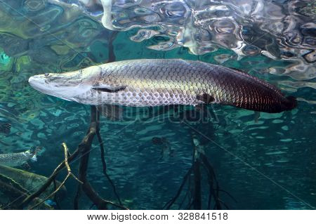 Arapaima (sudis Gigas), Also Known As The Pirarucu. Wildlife Animal.