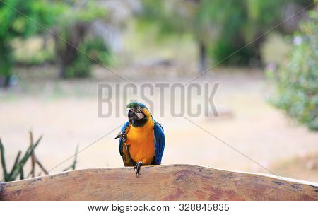 Blue And Yellow Macaw (ara Ararauna), Also Known As Blue-and-gold Macaw. This Macaw Lives In A Lodge