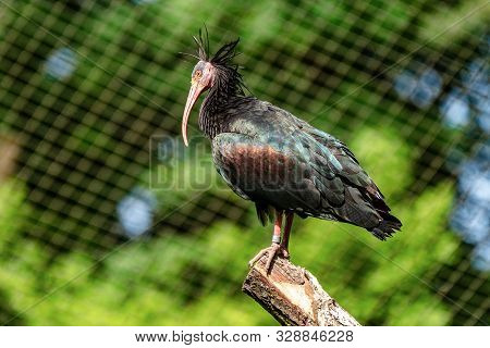Northern Bald Ibis, Geronticus Eremita In The Zoo