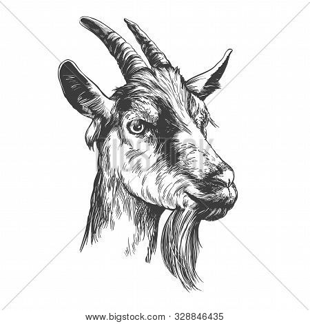 Goat Hand Drawn Vector Illustration Realistic Sketch