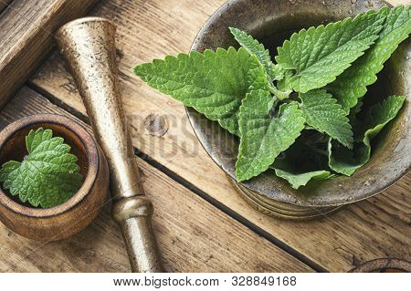 Melissa Leaf Or Lemon Balm