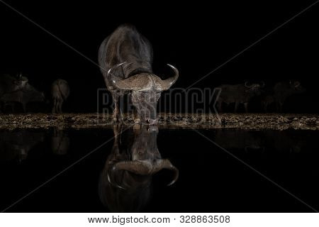 African Bufflo Drinking From A Waterhole At Night