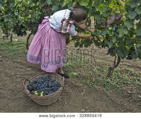 Aradac, Serbia, September 07, 2019. Traditional Celebration Of The Beginning Of The Grape Harvest, W
