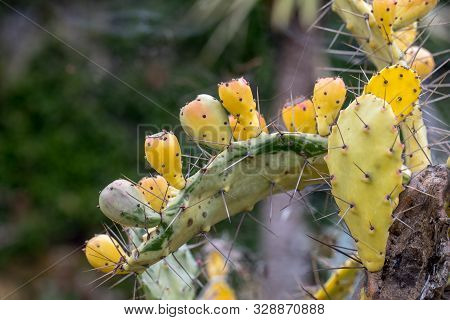 Opuntia Vulgaris Is A Species Of Cactus That Has Long Been A Domesticated Crop Plant Important In Ag
