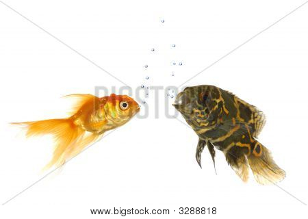 Guldfisk og Tiger Oscar fisk