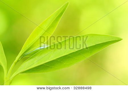 티 트리 (Thea sinensis)입니다. 잎 대체 의학 및 다른 의료 시스템에서 사용 되었습니다.