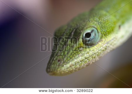 Piccola lucertola verde