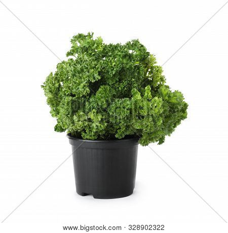 Seedling Of Aromatic Fresh Curly Parsley In Pot On White Background