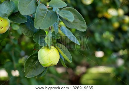 Quince On Branch. Organic Apples Of Natural Quince On Tree For Autumn. Quince In Rustic Garden. An A
