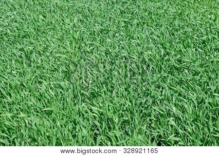 Stalks Of Young Wheat In The Field, Winter Wheat In Spring.