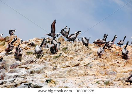 Le isole Ballestas