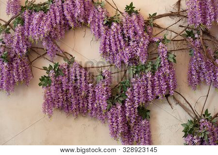 Flowering Wisteria Plants On House Wall Background. Natural Home Decoration With Flowers Of Chinese 