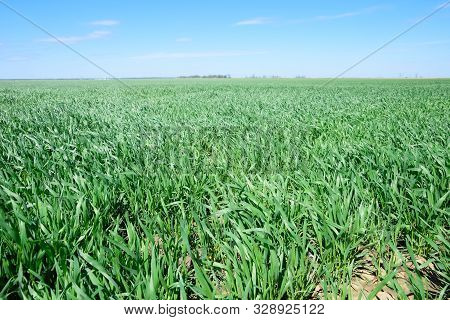 Young Sprouts Of Wheat Against The Blue Sky. Wheat Field