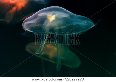 Multi-colored Jellyfish Close-up In Water. Light Blue Jellyfish In The Foreground. Blurred Dark Blue