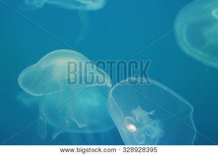 Several Blue Jellyfish In Ocean On A Light Background Of Water. Underwater Life. Texture And Backgro