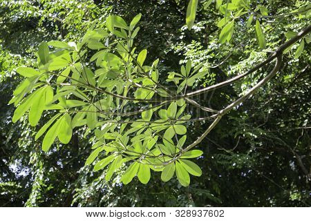 Beautiful Green Tree Leaves In Summer Garden, Stock Photo