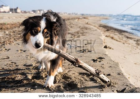 Pastore Australiano Spiaggia Dog On The Beach And His Stick