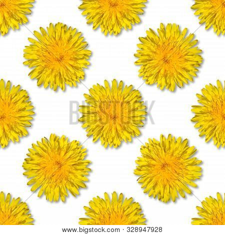 Seamless Yellow Flower Patterm On White Background. Dandelion Flower Summer Background Close Up.
