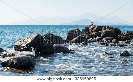 Palm, Royal Palm, Roystonea Regia, Kos, Greece, Mediterranean Sea, Coconut, Plant Species, Palm Fami
