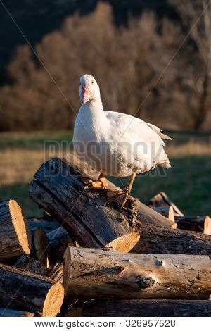 A White Adult Indoda Stands On The Firewood And Looks At The Camera. Countryside.