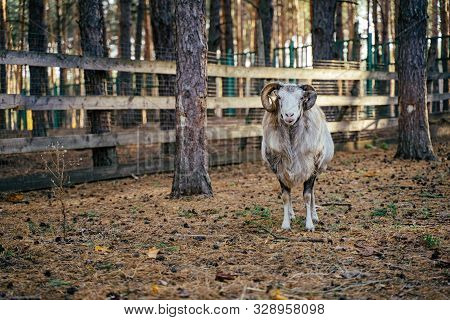 Group Of Mouflons, Ovis Gmelini Or Ovis Orientalis Walks Through A Mountains